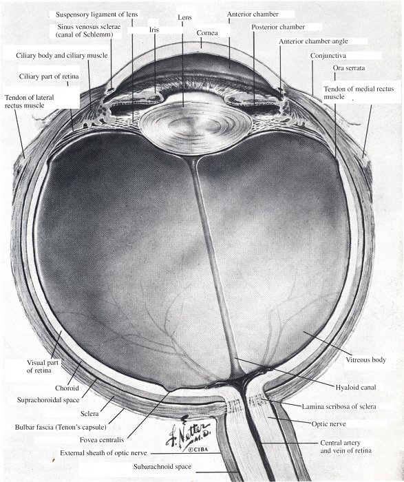 Глазная на латинском. Глазное яблоко в сагиттальном разрезе. Сагиттальный разрез глаза анатомия. Глазное яблоко строение на латыни. Строение глаза анатомия латынь.